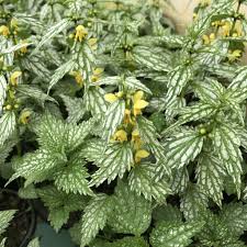 Attēlu rezultāti vaicājumam “Lamproderma pseudomaculatum stalked”