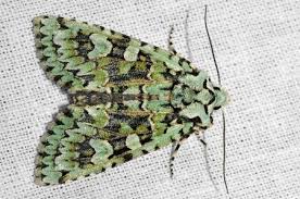 Attēlu rezultāti vaicājumam “Griposia aprilina”