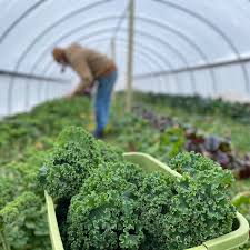 Attēlu rezultāti vaicājumam “Physarum braunianum”