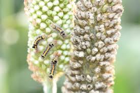 Attēlu rezultāti vaicājumam “Euproctis similis imago”