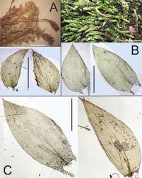 Attēlu rezultāti vaicājumam “Pseudotaxiphyllum elegans”