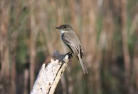 Image result for Sayornis phoebe