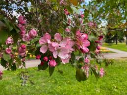 Attēlu rezultāti vaicājumam “Malus domestica flower”