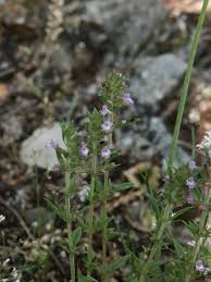 Attēlu rezultāti vaicājumam “Acinos arvensis”