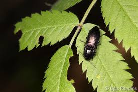 Attēlu rezultāti vaicājumam “Selatosomus aeneus”