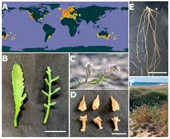 Attēlu rezultāti vaicājumam “Cakile maritima subsp. baltica leaf”