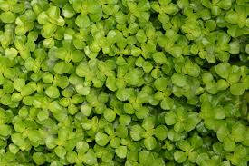 Attēlu rezultāti vaicājumam “Depressaria olerella”