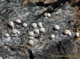 Attēlu rezultāti vaicājumam “Perichaena corticalis”