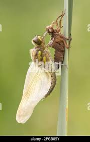 Attēlu rezultāti vaicājumam “Libellula quadrimaculata exuvia”