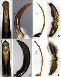 Attēlu rezultāti vaicājumam “Larinus sp.”