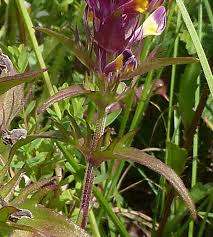 Attēlu rezultāti vaicājumam “Melampyrum cristatum flower”