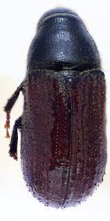 Attēlu rezultāti vaicājumam “Tomicus minor”