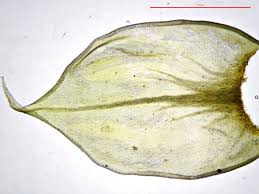 Attēlu rezultāti vaicājumam “Antitrichia curtipendula”