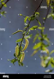 Attēlu rezultāti vaicājumam “Salix x fragilis”