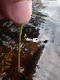 Attēlu rezultāti vaicājumam “Lobelia dortmanna bud”