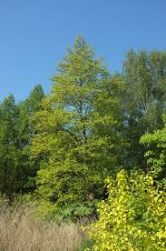 Attēlu rezultāti vaicājumam “Alnus glutinosa”