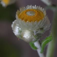 Image result for Helichrysum foetidum