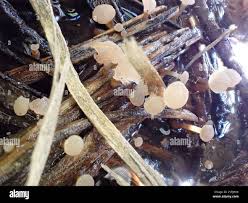 Attēlu rezultāti vaicājumam “Cudoniella clavus”