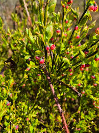 Attēlu rezultāti vaicājumam “Vaccinium myrtillus flower”
