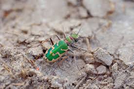 Attēlu rezultāti vaicājumam “Cephaloziella elachista”