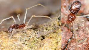 Attēlu rezultāti vaicājumam “Neottiura bimaculata female”