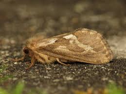 Attēlu rezultāti vaicājumam “Hepialus lupulinus”