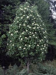Attēlu rezultāti vaicājumam “Sorbus hybrida”