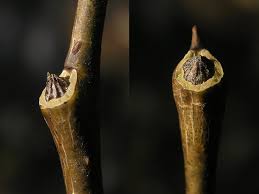 Attēlu rezultāti vaicājumam “Stachys palustris bud”