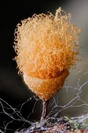 Attēlu rezultāti vaicājumam “Clastoderma debaryanum spores”