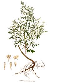 Image result for Artemisia annua