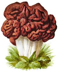 Attēlu rezultāti vaicājumam “Gyromitra esculenta”