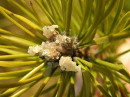 Attēlu rezultāti vaicājumam “Abietinella abietina var. hystricosa”