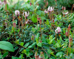 Attēlu rezultāti vaicājumam “Oxycoccus palustris”