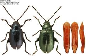 Attēlu rezultāti vaicājumam “Alticinae”