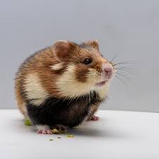 Image result for хомек