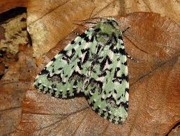 Attēlu rezultāti vaicājumam “Moma alpium”