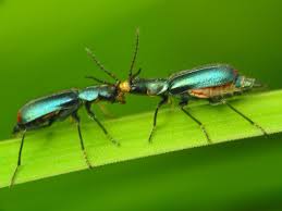 Attēlu rezultāti vaicājumam “Malachius bipustulatus”