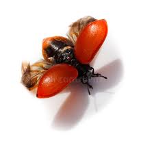 Attēlu rezultāti vaicājumam “Chrysomela populi”