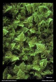 Attēlu rezultāti vaicājumam “Ptilium crista-castrensis”