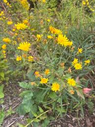 Attēlu rezultāti vaicājumam “Hieracium vulgatum leaf”