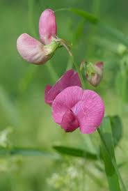 Attēlu rezultāti vaicājumam “Lathyrus tuberosus bud”