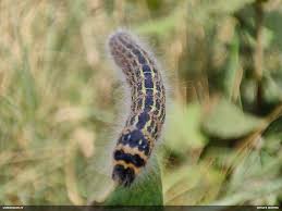 Attēlu rezultāti vaicājumam “Fuligo licentii”