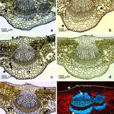 Attēlu rezultāti vaicājumam “Vaccinium myrtillus leaf”