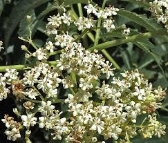 Attēlu rezultāti vaicājumam “Sambucus nigra flower”