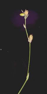 Attēlu rezultāti vaicājumam “Carex disperma”