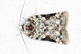 Attēlu rezultāti vaicājumam “Dendrophagus crenatus”