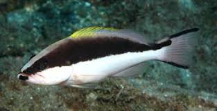 Image result for Mycteroperca interstitialis