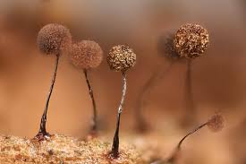 Attēlu rezultāti vaicājumam “Lamproderma debile spores”