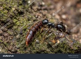 Attēlu rezultāti vaicājumam “Lasius fuliginosus”