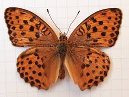 Attēlu rezultāti vaicājumam “Argynnis laodice”